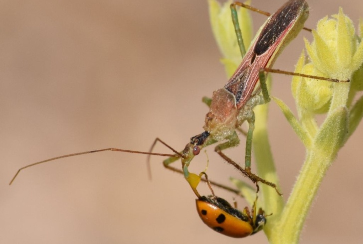 Doveva sterminare selettivamente l’insetto vettore della Xylella, le nuove scoperte sulla “cimice... Doveva sterminare selettivamente l’insetto vettore della Xylella, le nuove scoperte sulla “cimice...
